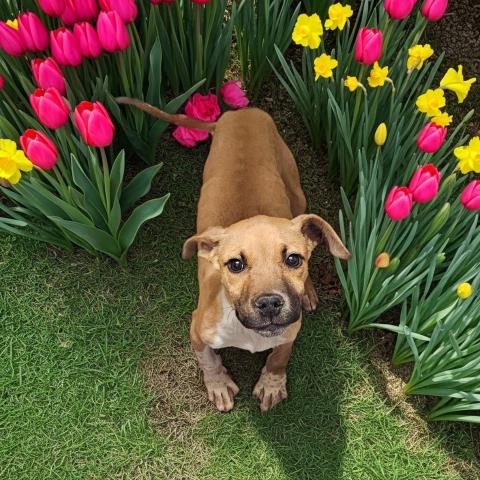 picture of the dog needing adoption