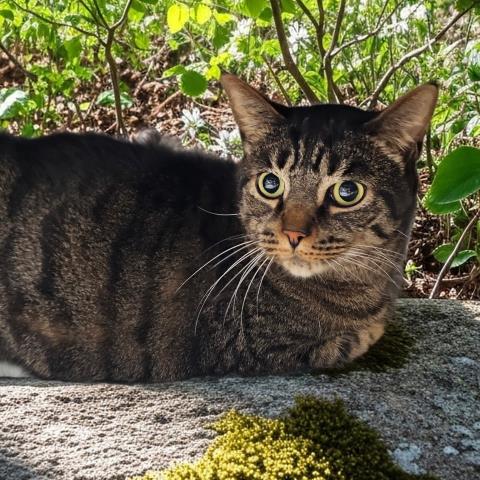 HENRY, Adult Domestic Short Hair (medium coat), cat for adoption in Royal Oak, Michigan