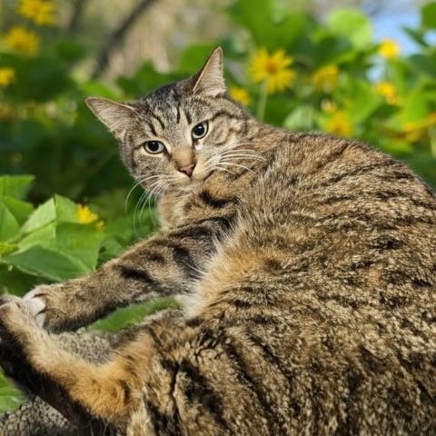 JOURNEY, Adult Domestic Short Hair (medium coat), cat for adoption in Royal Oak, Michigan