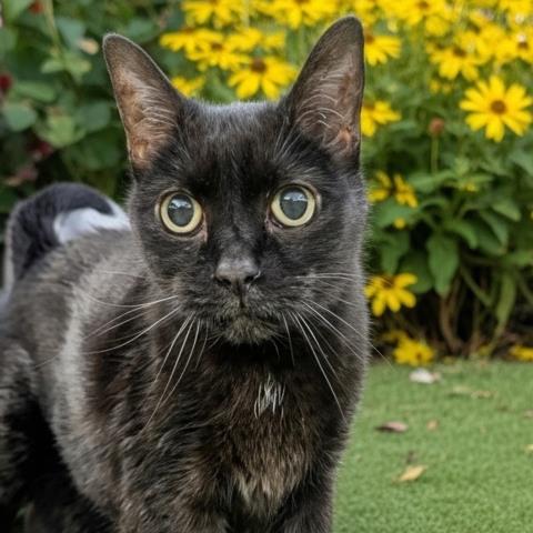 DREAM, Senior Domestic Short Hair (medium coat), cat for adoption in Royal Oak, Michigan