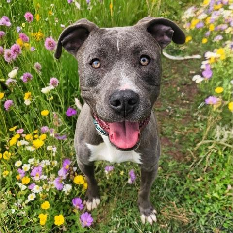 BLUE, an adoptable Pit Bull Terrier in Clinton Township, MI