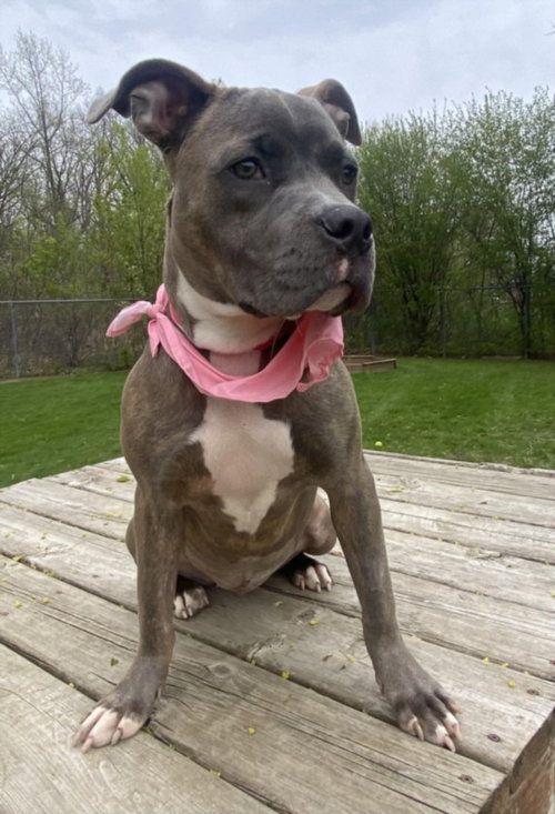 GIDGET, an adoptable Pit Bull Terrier in Clinton Township, MI