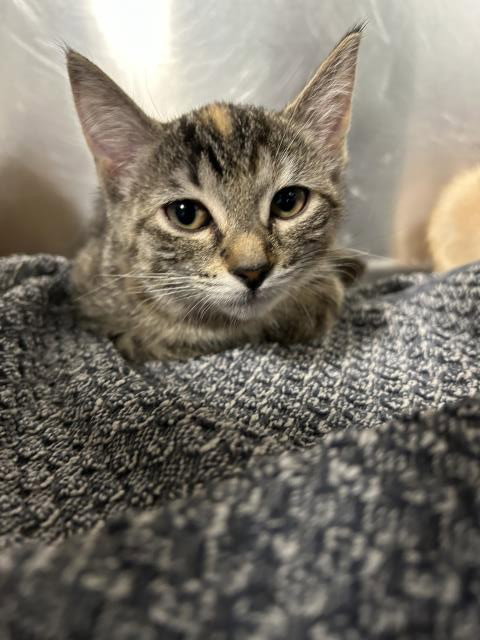 EMBER, an adoptable Domestic Short Hair in Clinton Township, MI