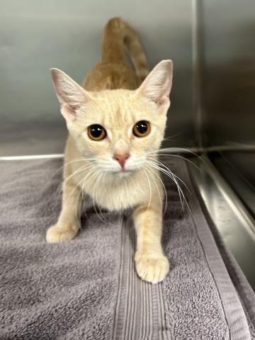 SONORA, an adoptable Domestic Short Hair in Clinton Township, MI