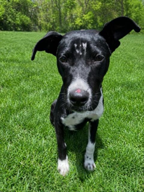 BRUEGGER