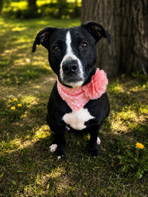 TWEET, an adoptable Pit Bull Terrier in Clinton Township, MI