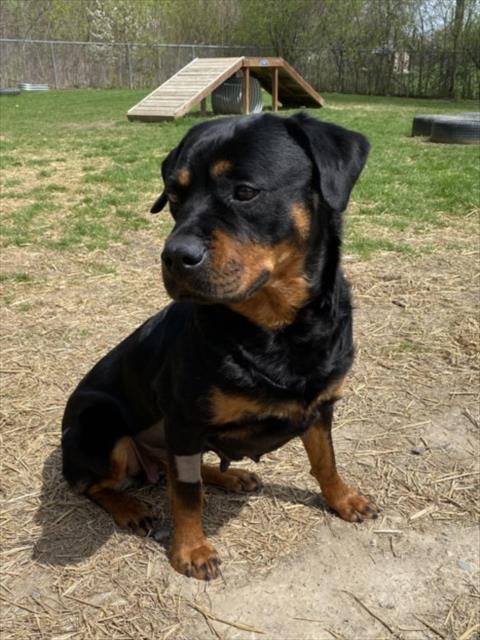 LADYBUG, an adoptable Rottweiler in Clinton Township, MI