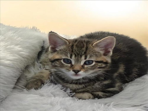 DOC HUDSON, an adoptable Domestic Short Hair in Clinton Township, MI