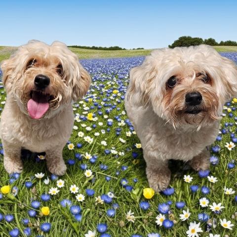 MINDY & MORK, an adoptable Poodle in Clinton Township, MI