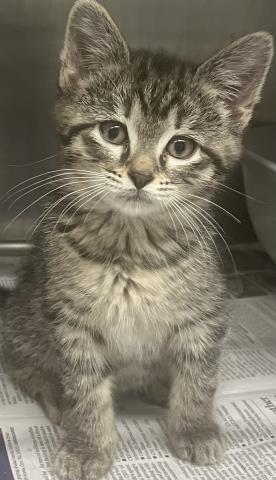 JUDY HOPS, an adoptable Domestic Short Hair in Clinton Township, MI