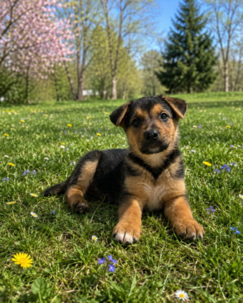 RANGER, an adoptable German Shepherd Dog in Clinton Township, MI