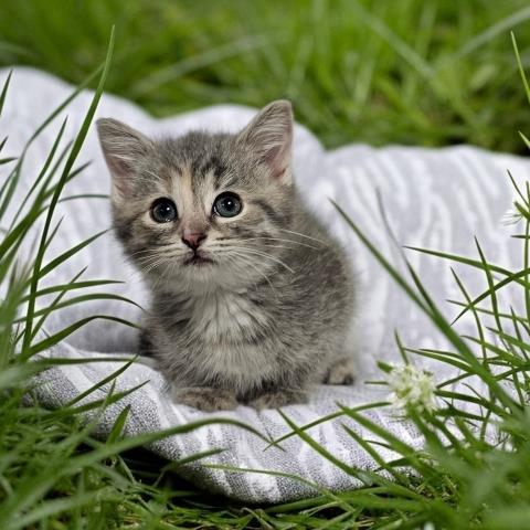 TRUFFLE, Baby Domestic Short Hair (medium coat), cat for adoption in Dearborn Heights, Michigan