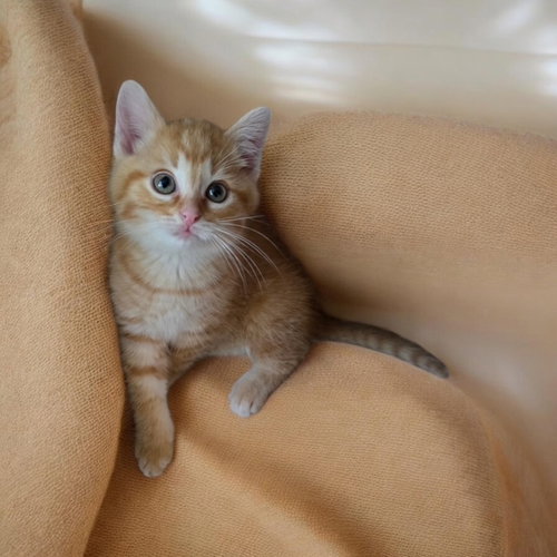 TIGGER