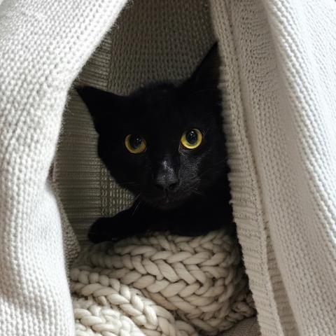 GODIVA, Adult Domestic Short Hair (medium coat), cat for adoption in Pontiac, Michigan