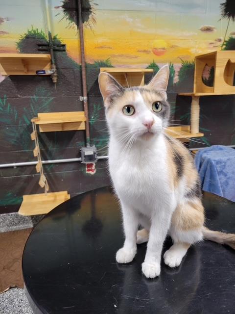 JADE, Adult Domestic Short Hair (medium coat), cat for adoption in Warren, Michigan
