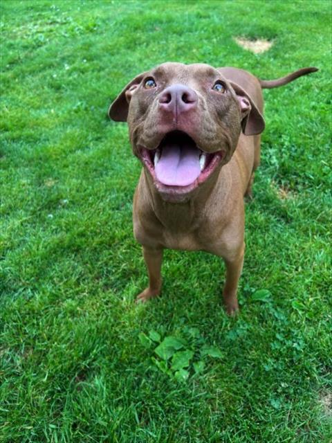 MARY, an adoptable Pit Bull Terrier in Clinton Township, MI