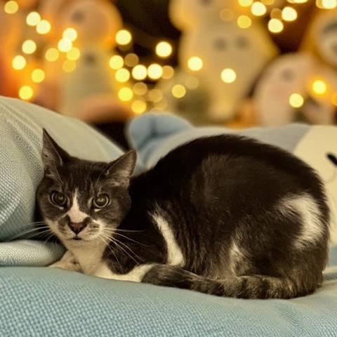 BOGART