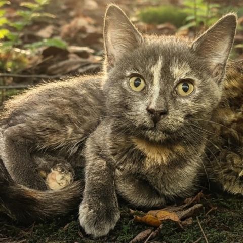 CRIMSON QUEEN, an adoptable Domestic Short Hair in Clinton Township, MI