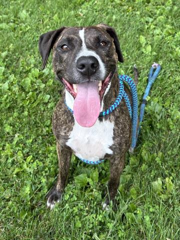 LILLY, an adoptable Boxer in Clinton Township, MI
