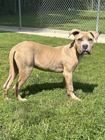 DOLLAR BILL, an adoptable Pit Bull Terrier in Clinton Township, MI