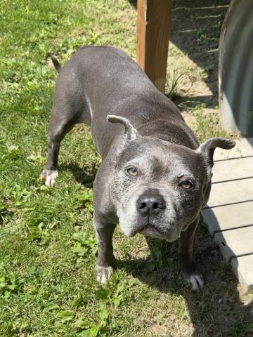 JOURNEY, an adoptable Pit Bull Terrier in Clinton Township, MI