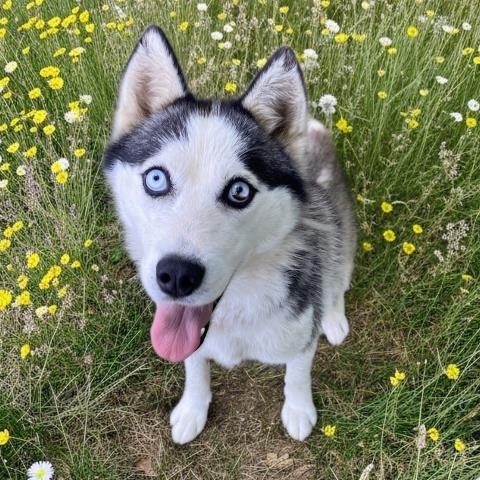 ENYA, an adoptable Siberian Husky in Clinton Township, MI
