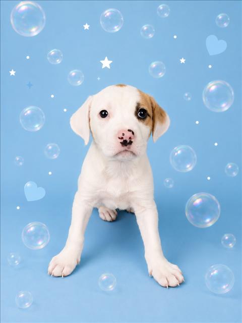 BUBBLES, an adoptable Labrador Retriever in Clinton Township, MI