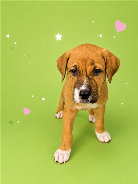 BUTTERCUP, an adoptable Labrador Retriever in Clinton Township, MI