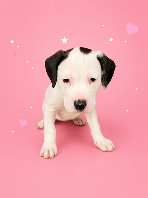 BLOSSOM, an adoptable Labrador Retriever in Clinton Township, MI