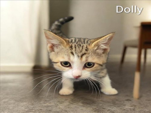 Dolly
