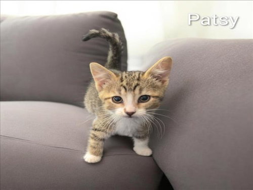Patsy