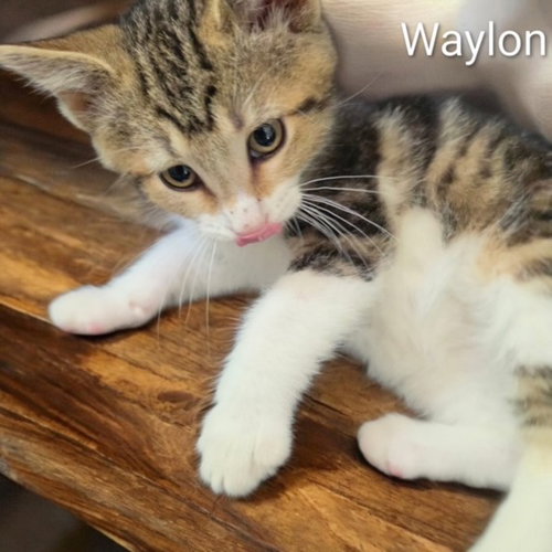 Waylon