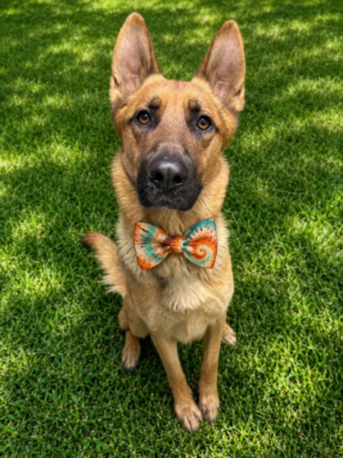 HARBOR, an adoptable dog