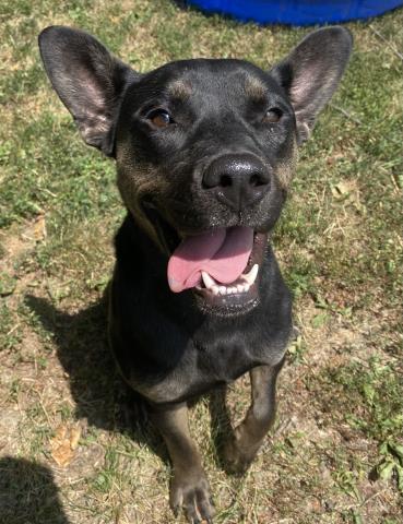SYDNEY, an adoptable dog
