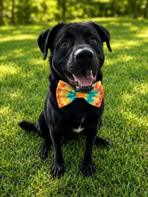 FLEETWOOD, an adoptable dog
