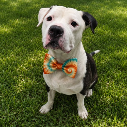 BROCK, an adoptable dog