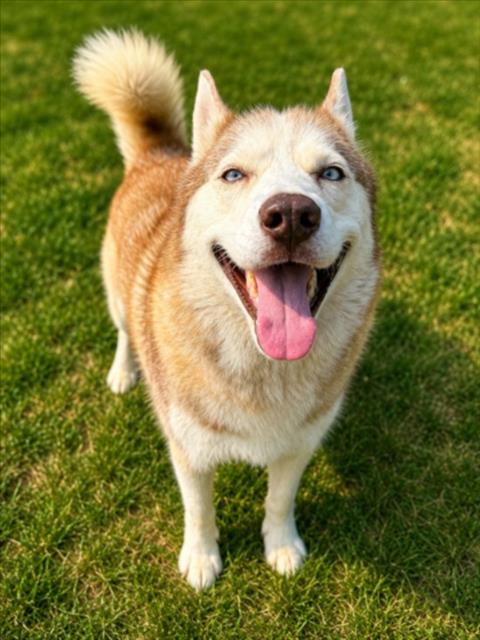 STORM, an adoptable dog