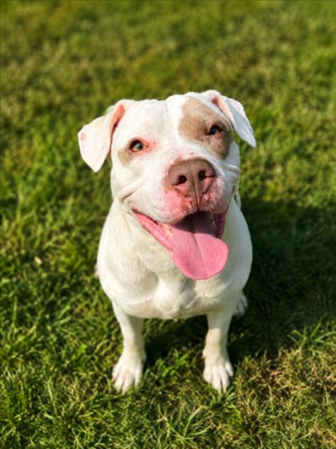 HOLLYWOOF, an adoptable dog
