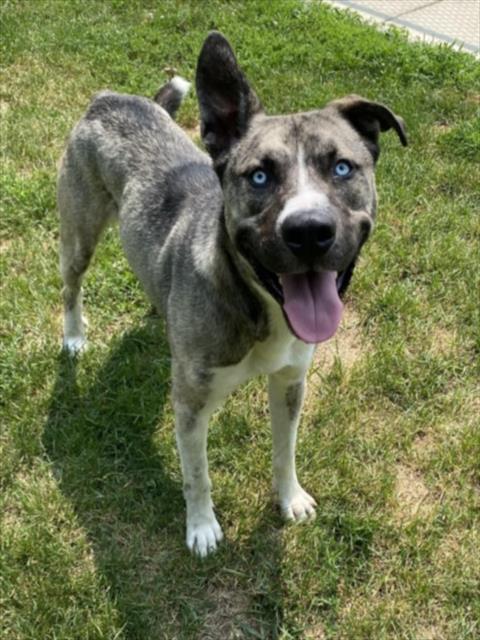 BRADY, an adoptable dog