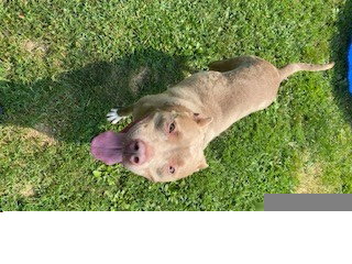 BLONDIE, an adoptable dog