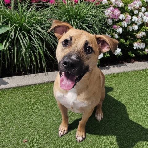 DEXTER, an adoptable dog