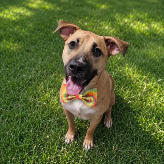 Dexter - Black Mouth Cur