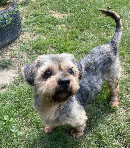 ZEPPELIN, an adoptable dog
