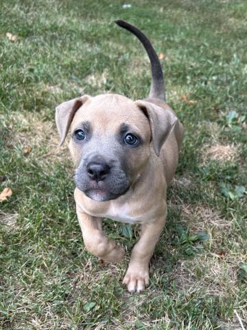 JACKSON, an adoptable dog