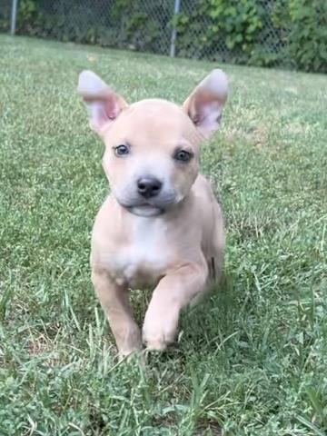 JOSIE, an adoptable dog