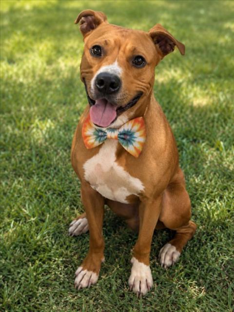 DISCO, an adoptable dog