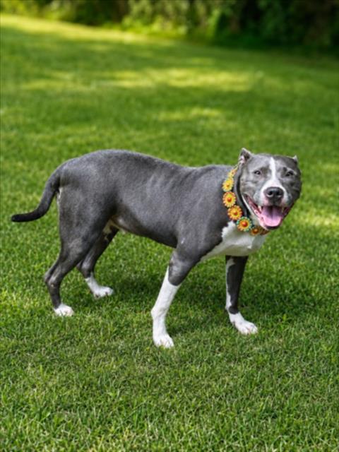 DREAMWEAVER, an adoptable dog