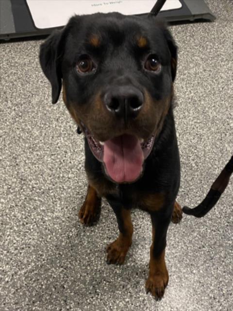 TAHOE, an adoptable dog