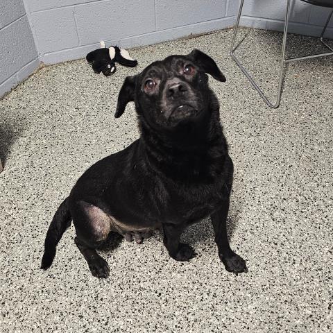 HENDRIX, an adoptable dog