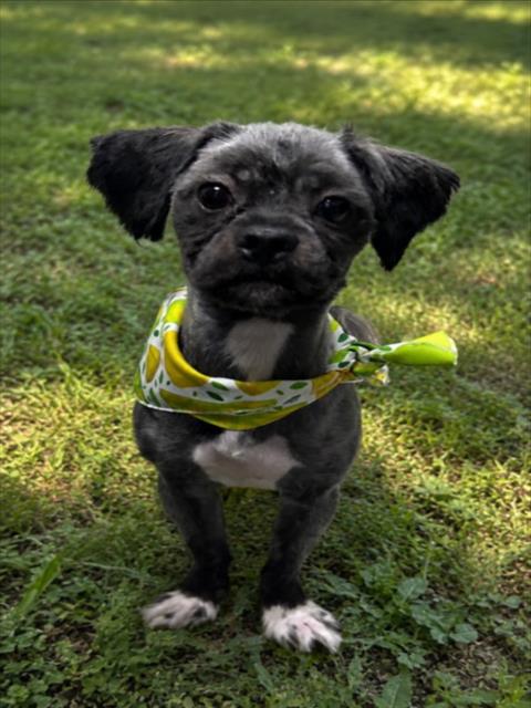 FRAGGLE, an adoptable dog
